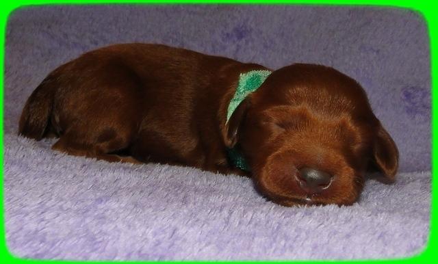 KT pups1 wk old 25