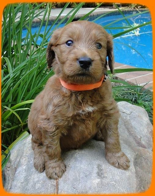 KT pups 4 wks old 12