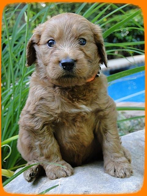 KT pups 4 wks old 14