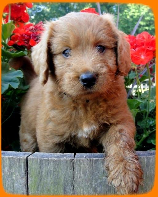 KT pups 6 wks old 10