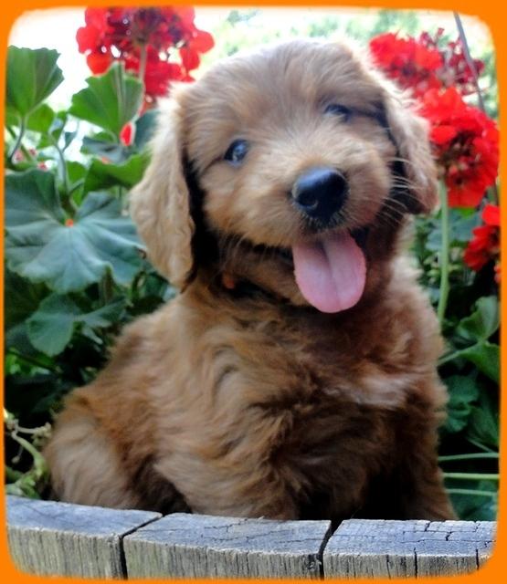 KT pups 6 wks old 41