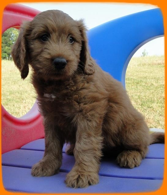 KT pups 7 wks old 36