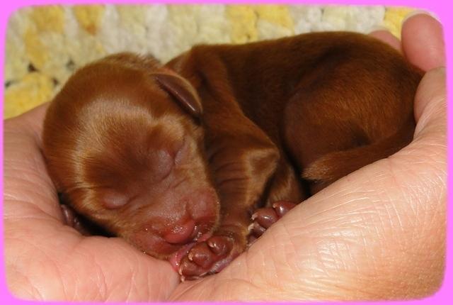 KT pups 2 days old 1