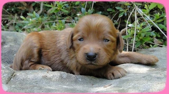 KT pups 2 wks old 29