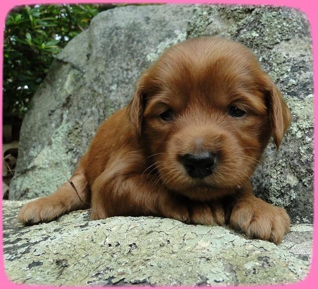 KT pups 3 wks old Image00004