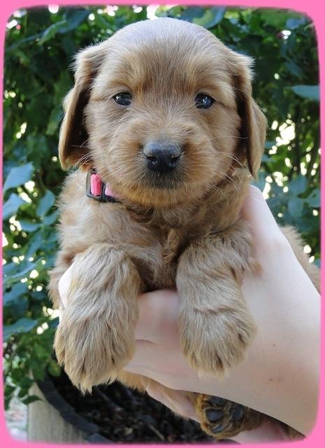 KT pups 5 wks old 36