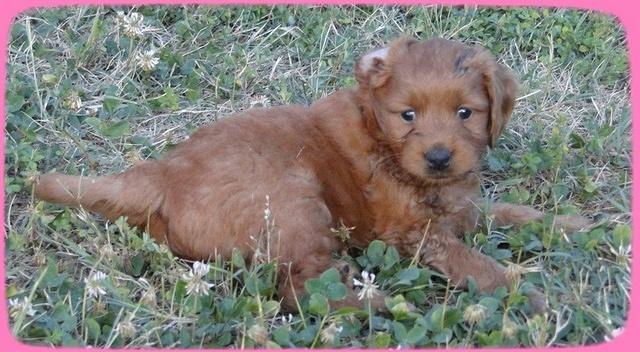 KT pups 5.5 wks old 12