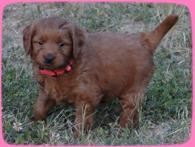 KT pups 5.5 wks old 14