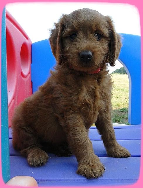 KT pups 7 wks old 32