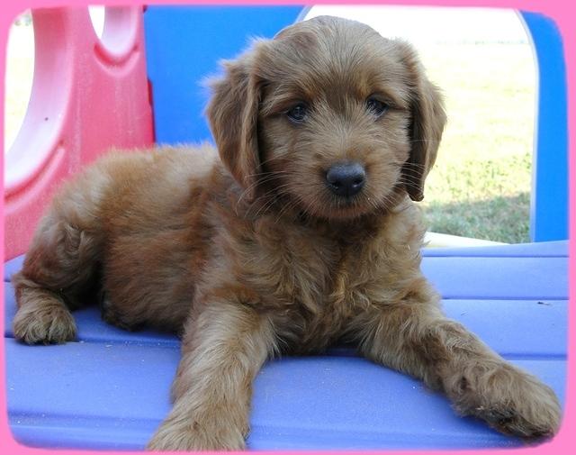 KT pups 7 wks old 33