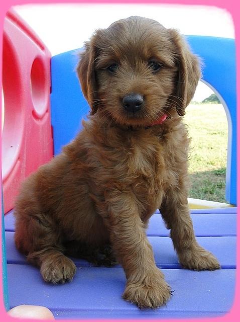 KT pups 7 wks old 35