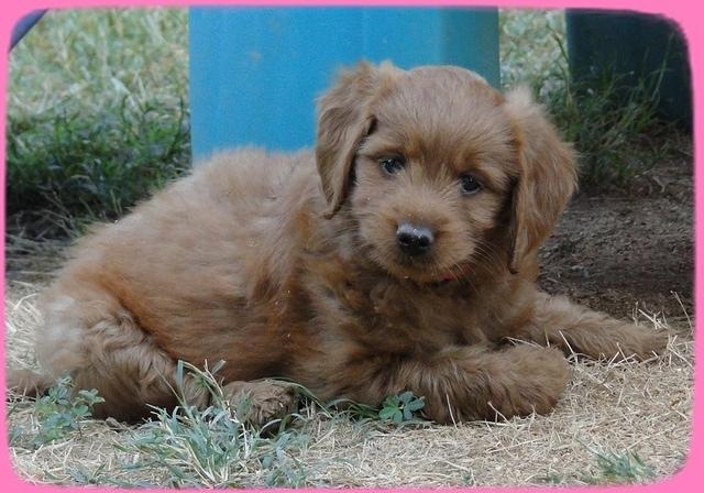 KT pups 7 wks old 49