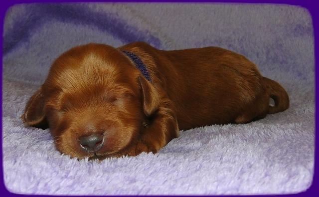 KT pups 1 wk old 13