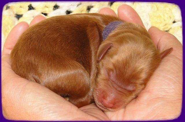 KT pups 2 days old 12
