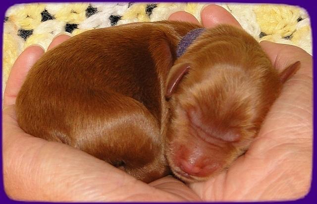 KT pups 2 days old 13