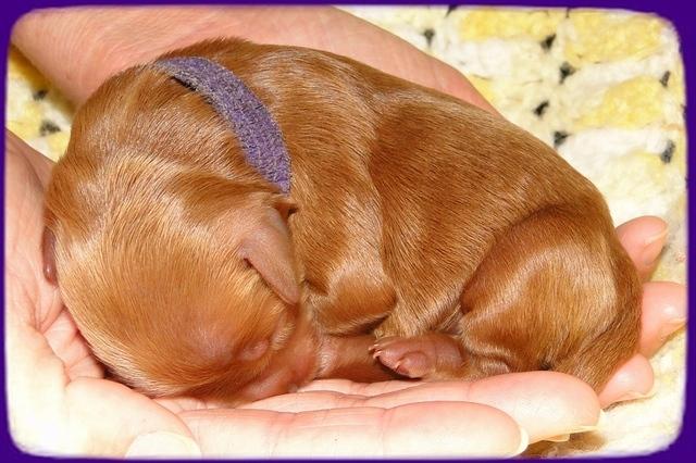 KT pups 2 days old 14