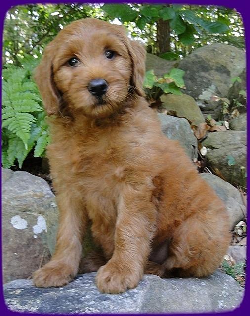 KT pups 8 wks old 29