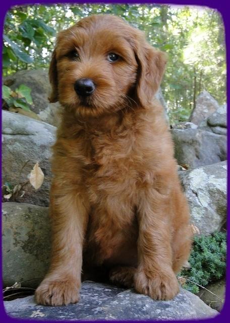 KT pups 8 wks old 35