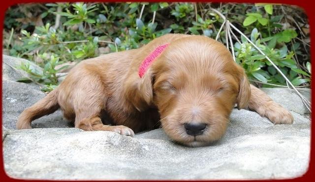 KT pups 2 wks old 10