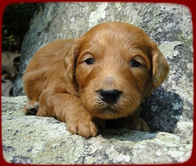 KT pups 3 wks old mage00061