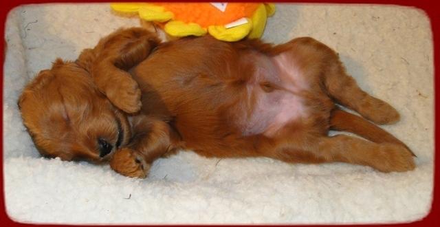 KT pups 3 wks old red