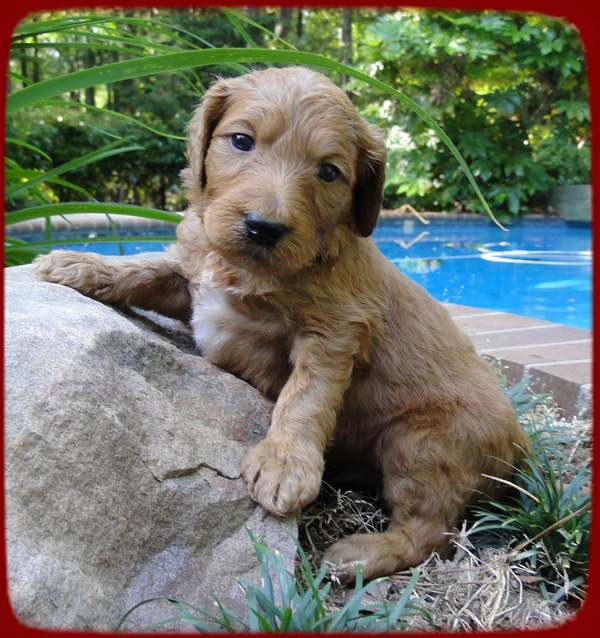KT pups 4 wks old 24