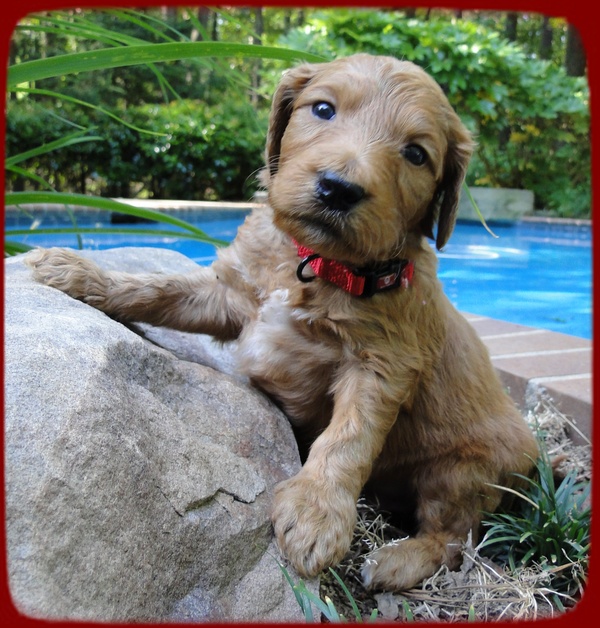 KT pups 4 wks old 25