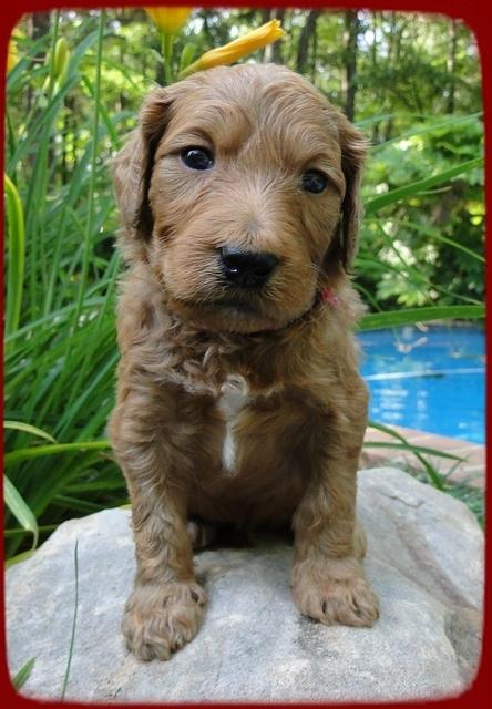 KT pups 4 wks old 26