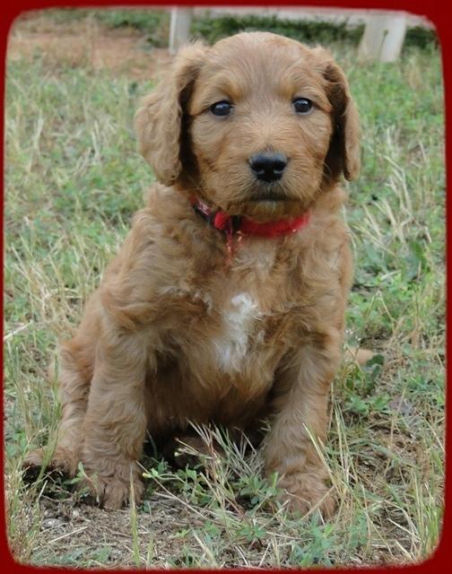 KT pups 5.5 wks old 36