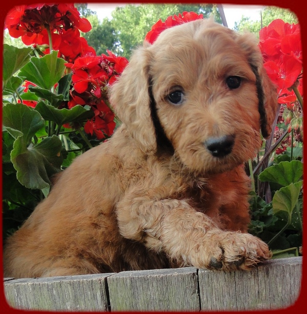 KT pups 6 wks old 12
