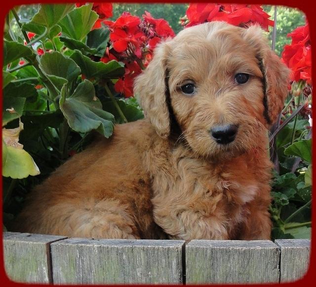 KT pups 6 wks old 13