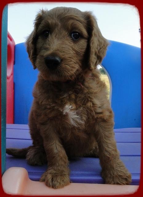 KT pups 7 wks old 14