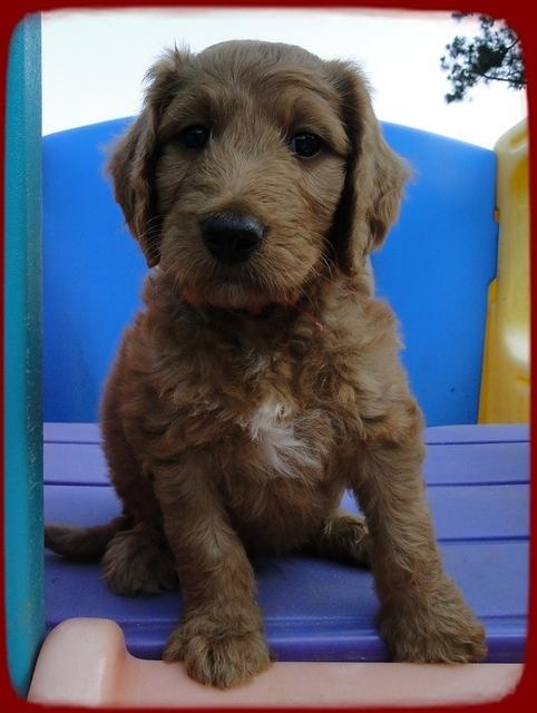 KT pups 7 wks old 15
