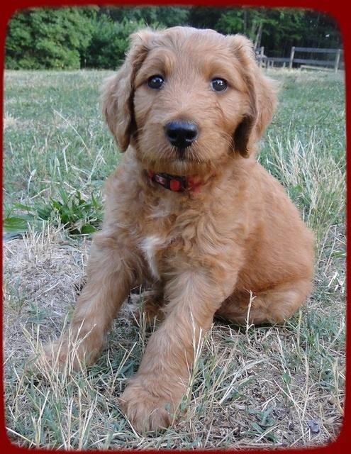 KT pups 7 wks old 43