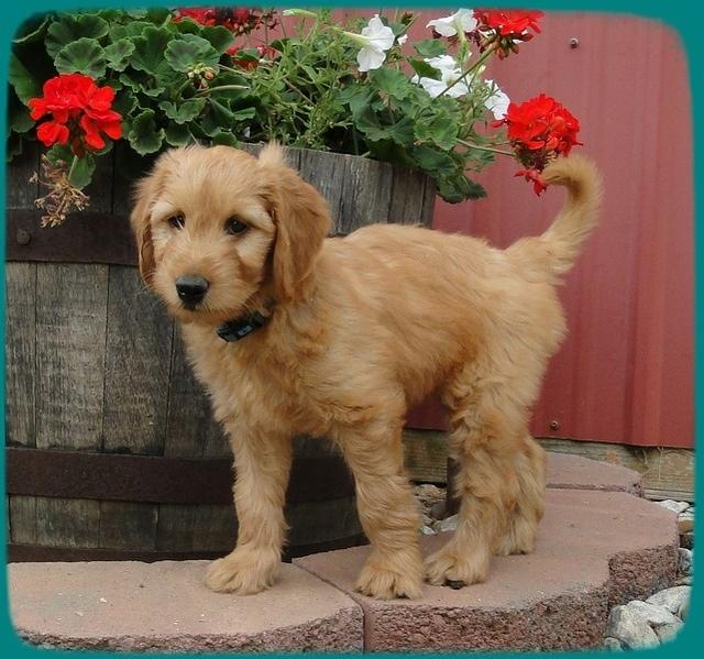 Annie 8 wks old 1