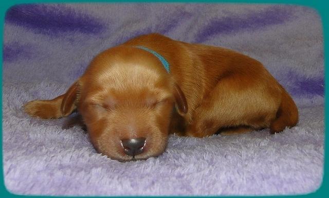KT pups 1 wk old 16