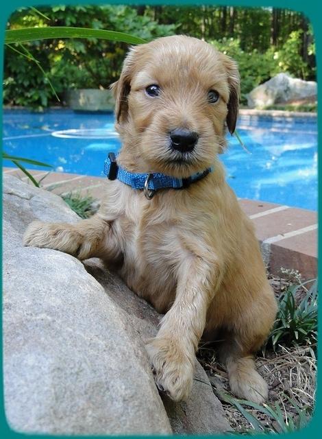 KT pups 4 wks old 19