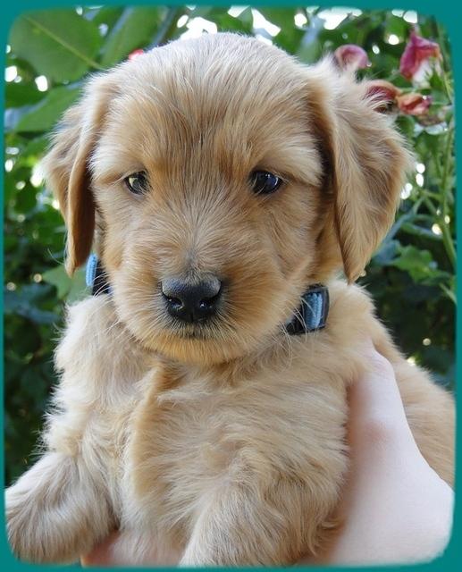 KT pups 5 wks old 24