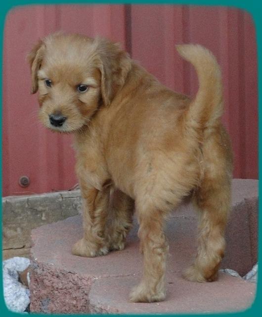 KT pups 5.5 wks old 13