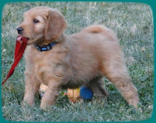 KT pups 7 wks old 46