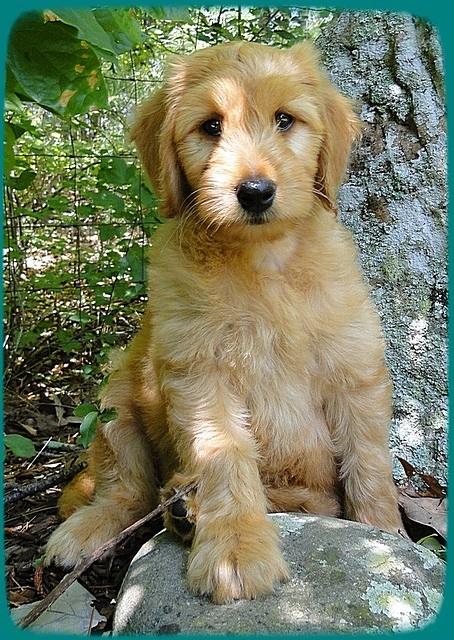 KT pups 8 wks old 104