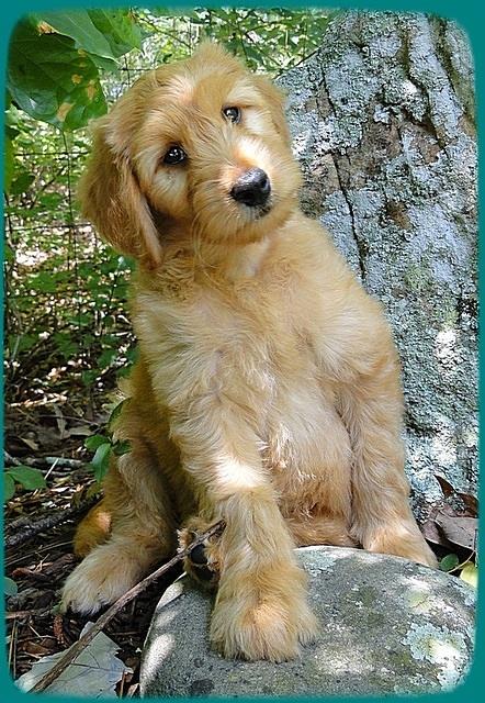 KT pups 8 wks old 105