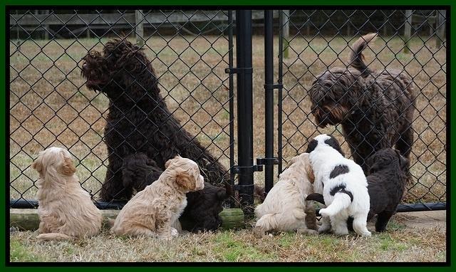 Laynie Camo pups 6 wks old 41