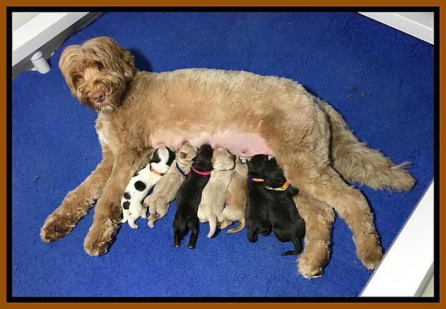 Laynie Camo pups newborn 101