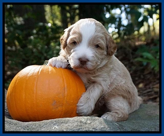 Laynie Camo pups 3 wks old 41