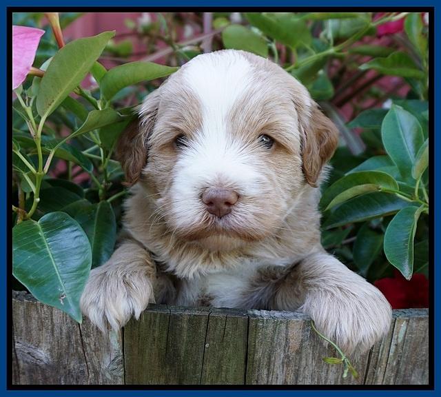 Laynie Camo pups 4 wks old 6100