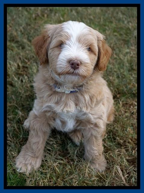 Laynie Camo pups 6 wks old 111