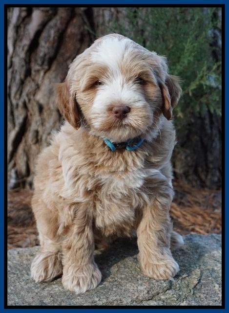 Laynie Camo pups 7 wks old 61