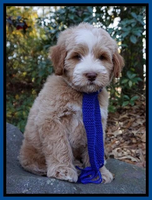 Laynie Camo pups 8 wks old 772