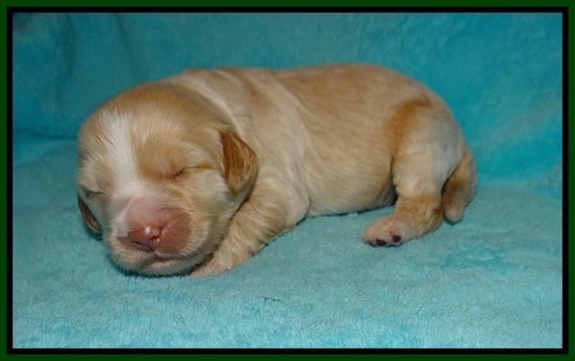 Laynie Camo pups 1 wk old51
